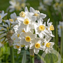 Narcissus 'Avalanche' verpakt per 100