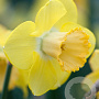 Narcissus 'Avalon' 12-14 cm verpakt per 10