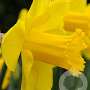 Narcissus 'Carlton' 12-14 cm verpakt per 10
