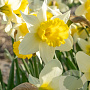 Narcissus 'Februari Silver' 12-14 cm verpakt per 10