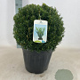Taxus media 'Farmen' 35 cm 10L bol
