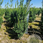 Taxus media 'Hicksii' 60-80 cm met kluit