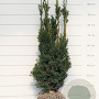 Taxus media 'Hicksii' 60-80 cm met kluit