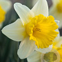 Narcissus 'Goblet' 12-14 cm verpakt per 10
