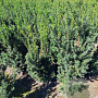 Taxus media 'Hicksii' 120-140 cm met kluit