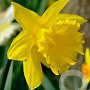 Narcissus 'Golden Harvest' 12-14 cm verpakt per 10