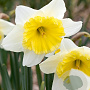 Narcissus Ice Follies 12-14 cm verpakt per 10