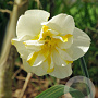 Narcissus 'Lemon Beauty' 12-14 cm verpakt per 10