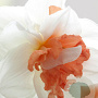 Narcissus 'My Story' 12-14 cm verpakt per 10