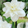 Narcissus 'Obdam' 12-14 cm verpakt per 10