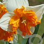 Narcissus 'Orangery' 12-14 cm verpakt per 10