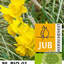 Narcissus 'Quail' 12-14 cm verpakt per 10