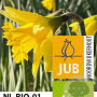 Narcissus 'Reynveld Early Sensation' 12-14 cm verpakt per 10