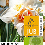 Narcissus Replete 12-14 cm verpakt per 10
