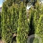 Thuja occ. 'Smaragd' 160-180 cm met kluit