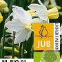 Narcissus 'Sailboat' 12-14 cm verpakt per 10