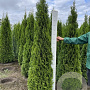 Thuja occ. 'Smaragd' 200-225 cm met kluit