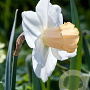 Narcissus 'Salome' 12-14 cm verpakt per 10