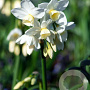 Narcissus 'Silver Chimes' 15-17CM verpakt per 100