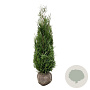 Thuja pl. 'Atrovirens' 140-160 cm met kluit