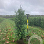 Thuja pl. 'Excelsa' 80-100 cm met kluit