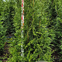 Thuja pl. 'Excelsa' 150-175 cm met kluit