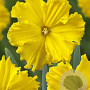 Narcissus Gold Disc 12-14 cm verpakt per 10