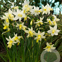 Narcissus 'Toto' 8-9 cm verpakt per 100