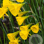 Narcissus (bul) 'Golden Bells' 6-8 cm verpakt per 100