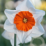 Narcissus Bella Vista 12-14 cm verpakt per 10