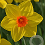 Narcissus Brackenhurst 12-14 cm verpakt per 10