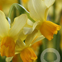 Narcissus Eaton Song 12-14 cm verpakt per 10