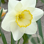 Narcissus 'Frosty Snow' 12-14 cm verpakt per 10