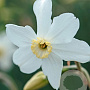 Narcissus Polar Ice 12-14 cm verpakt per 10