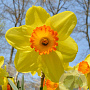 Narcissus Red Devon 12-14 cm verpakt per 10