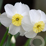 Narcissus Segovia 12-14 cm verpakt per 10