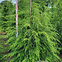 Tsuga canadensis 175-200 cm draadkluit extra