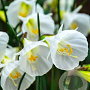 Narcissus White Petticoat 6-8 cm verpakt per 100