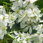 Ornithogalum balansae verpakt per 100