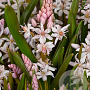 Scilla bifolia 'Rosea' 5 cm verpakt per 100