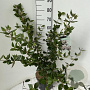 Viburnum burkwoodii 60-80 cm 7,5L