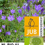 Triteleia corrina 5-6 cm verpakt per 100