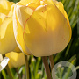 Tulipa 'Akebono' 11-12 cm verpakt per 100
