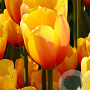 Tulipa 'Apeldoorn Elite' 11-12 cm verpakt per 100