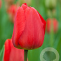 Tulipa 'Apeldoorn' 11-12 cm verpakt per 100