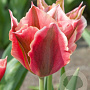 Tulipa 'Artist' 12 cm verpakt per 100