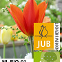 Tulipa 'Ballerina' 11-12 cm verpakt per 100