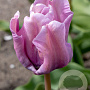 Tulipa 'Blue Parrot' 11-12 cm verpakt per 100