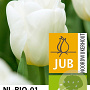 Tulipa 'Calgary' 11-12 cm verpakt per 100