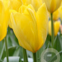 Tulipa 'Candela' 11-12 cm verpakt per 100